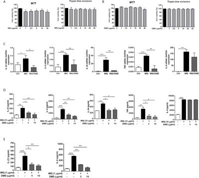 2,4-Dimethoxy-6-Methylbenzene-1,3-diol, a Benzenoid From Antrodia cinnamomea, Mitigates Psoriasiform Inflammation by Suppressing MAPK/NF-κB Phosphorylation and GDAP1L1/Drp1 Translocation